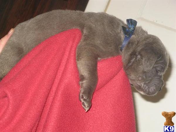 Neapolitan Mastiff Puppies
